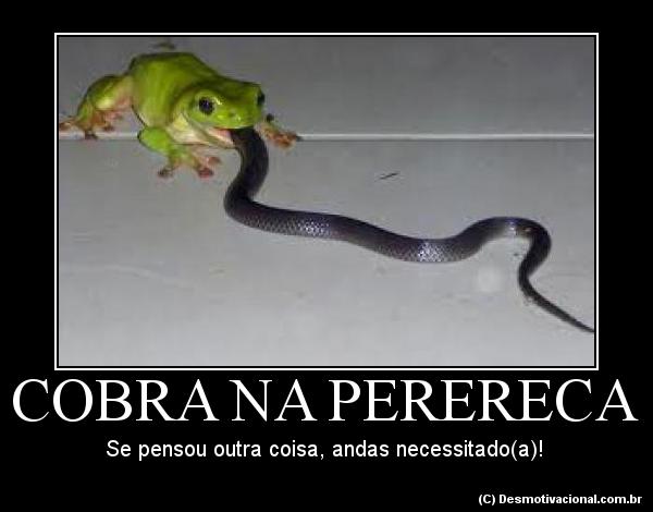 cobra-na-perereca-64142